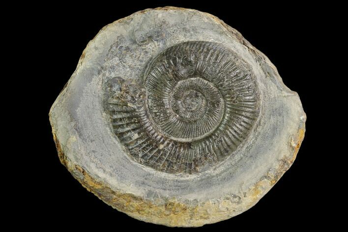 Ammonite (Dactylioceras) Fossil - England #127479